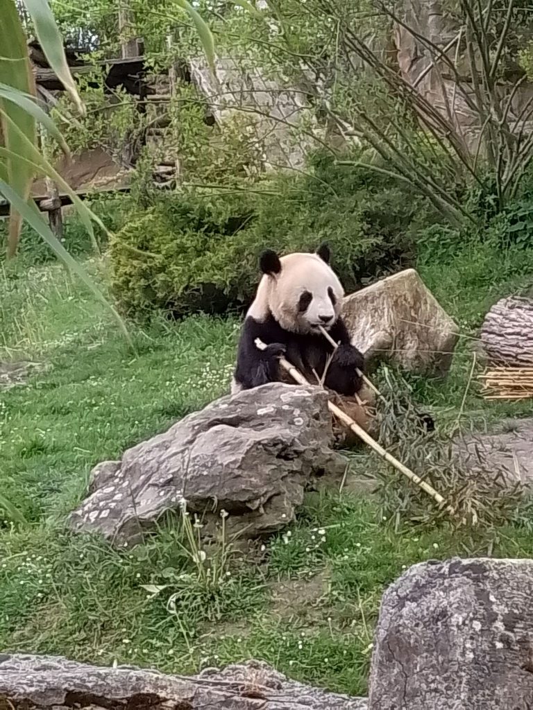 son-plus-beau-reve-theo-panda-zoo-de-beauval-3